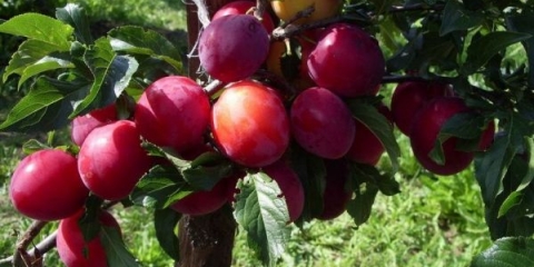 Opis sorte šljive ural red